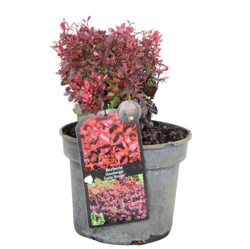 103672_Berberys Thunberga Lutin Rouge (Berberis Thunbergii Lutin Rouge).png