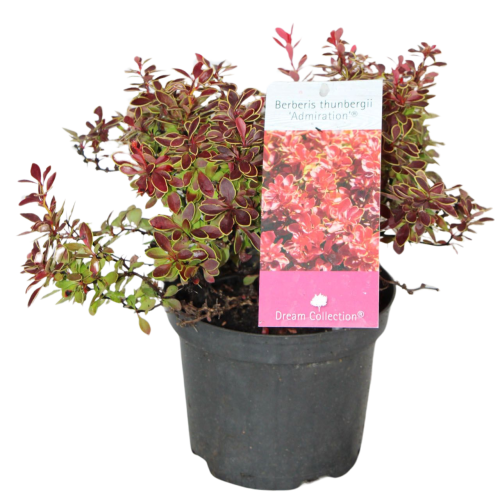 103654_Berberys Thunberga Admiration (Berberis Thunbergii Admiration).png