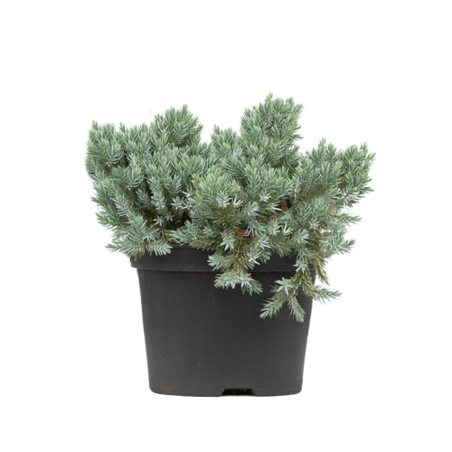 103452_Jałowiec Łuskowaty Blue Star (Juniperus Squamata Blue Star).png