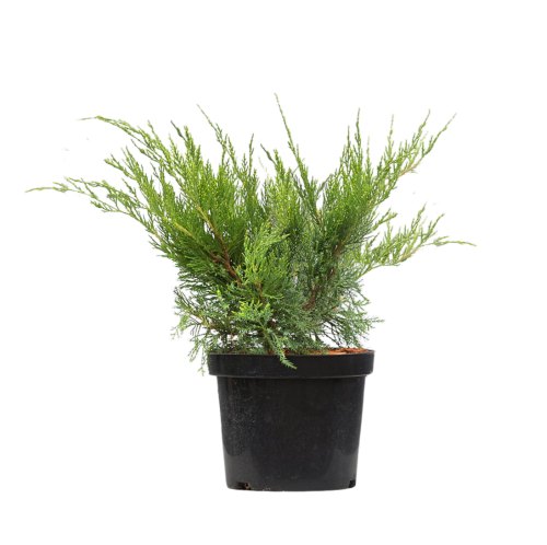 103444_Jałowiec Pfitzera Mint Julep (Juniperus Pfitzeriana Mint Julep).png